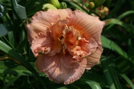 Bonus on Top Daylily