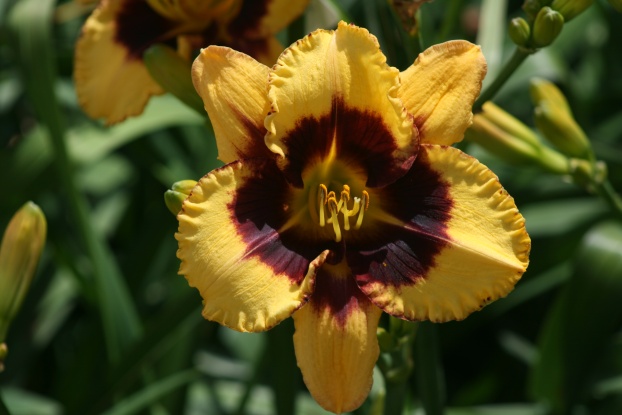Butter and Jam Daylily