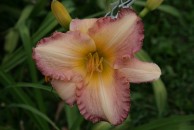 Around the Corner Daylily