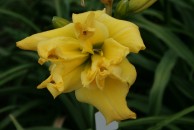 Dubbly Wubbly Unusual Form Double Daylily