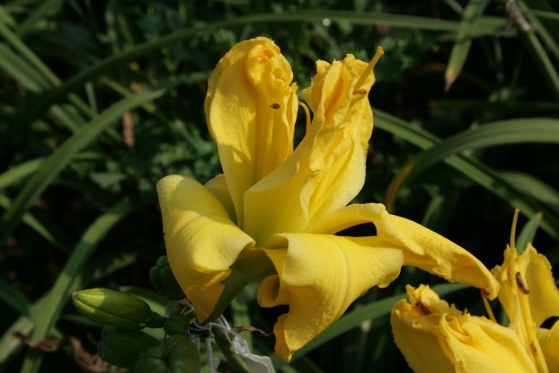 Dubbly Wubbly Double Daylily Alternate View