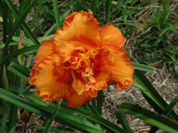 Fire Burn and Caldron Bubble Daylily Blooming Double