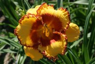 Foolish Fixation Daylily