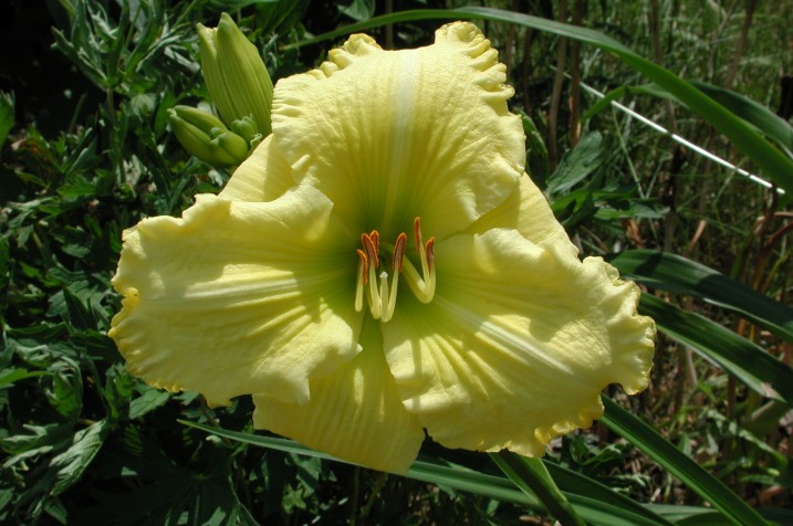 Gisela's Sunshine Daylily