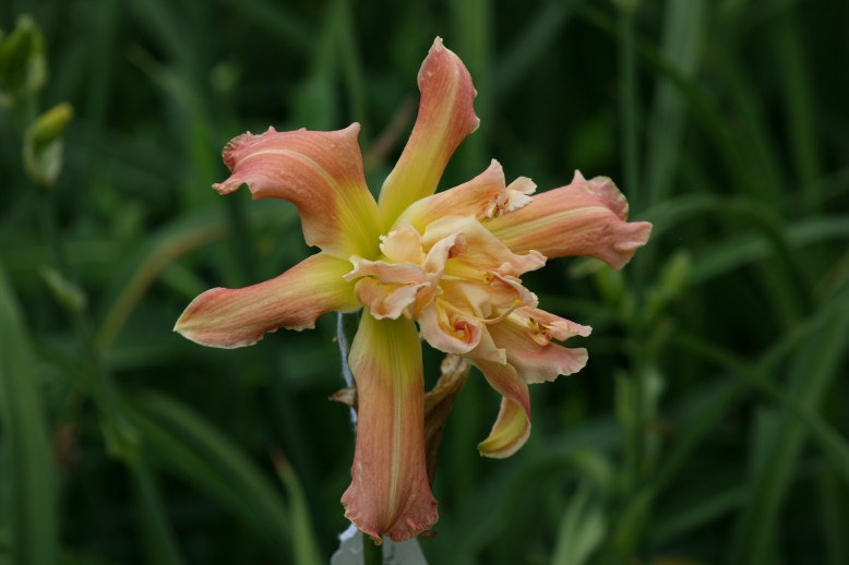 Unusual Form Double Daylily 09002a