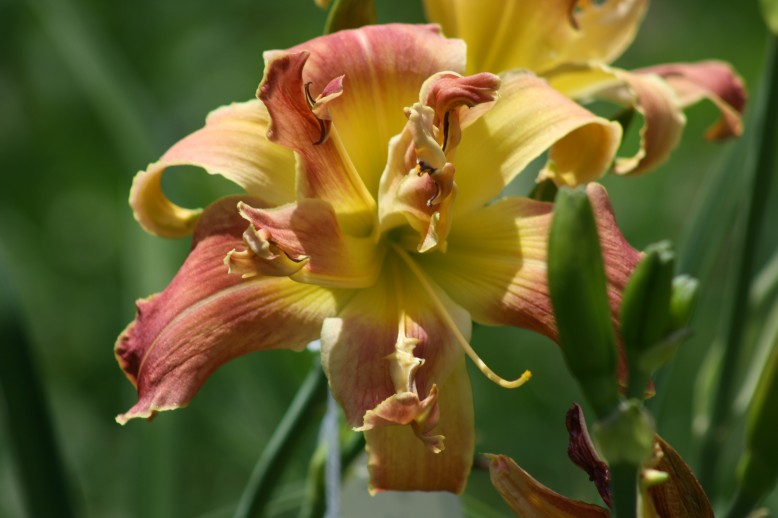 Unusual Form Double Daylily 09001a