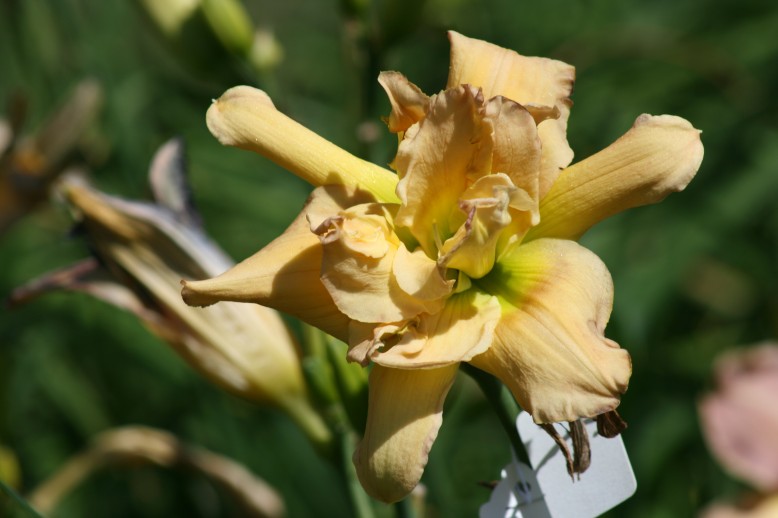 Unusual Form Double Daylily 09003a