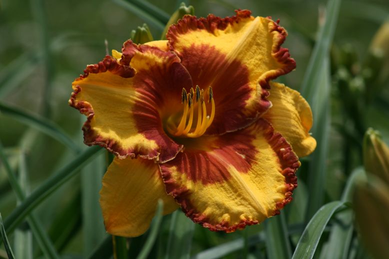 Unusual Form Double Daylily 4