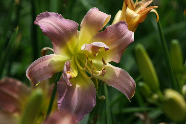 Unusual Form Double Daylily 09003b