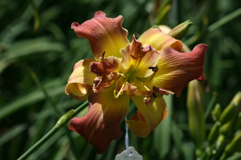 Unusual Form Double Daylily 09001b