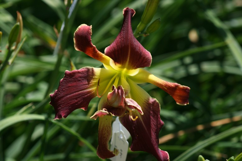 Unusual Form Double Daylily 09001c