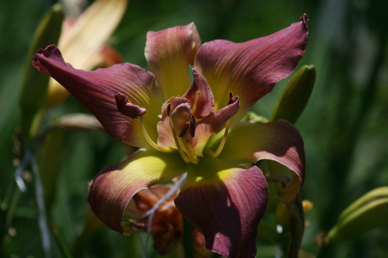 Unusual Form Double Daylily 09003d