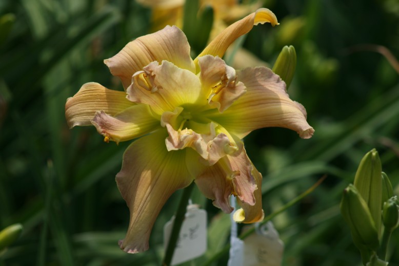 Unusual Form Double Daylily 09003e