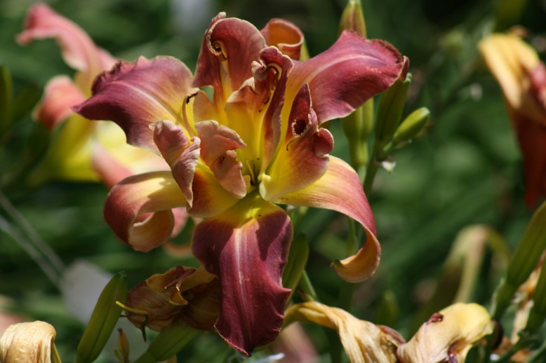 Unusual Form Double Daylily 11