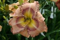 Lay On, Macduff Daylily