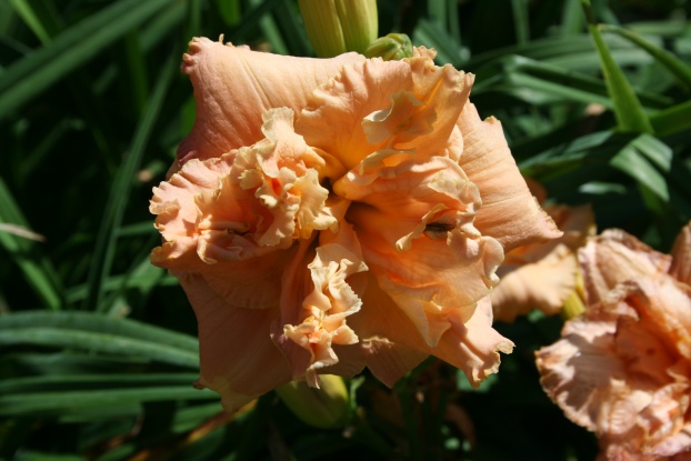 One Like That Daylily