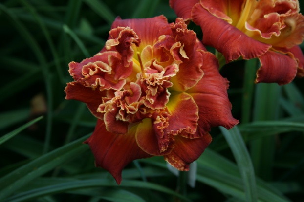 Night at the Prom Daylily