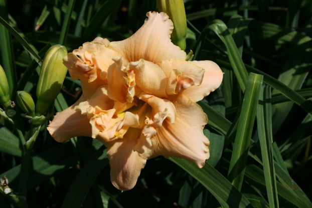 Singing Radiance Daylily