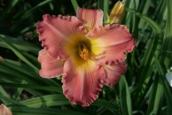 Summer Camp Daylily