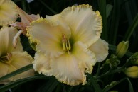 Well of Wisdom Daylily